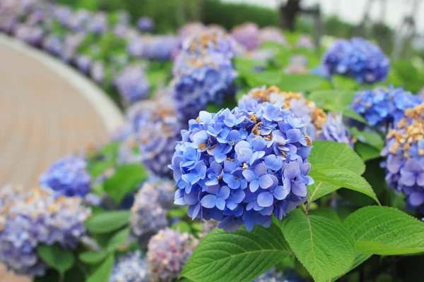 Hortensia jardín en Japón — Foto de Stock