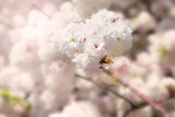 Abstrato macio e desfocado primavera branco sakura — Fotografia de Stock