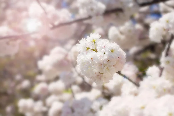 Abstrato macio e desfocado primavera branco sakura — Fotografia de Stock