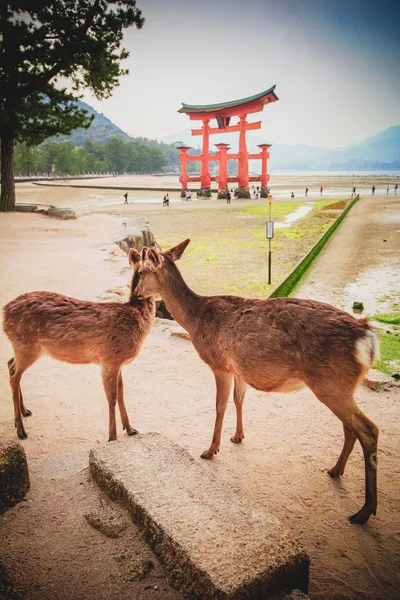 Miyajima and Deer in Hiroshima — Stock Photo, Image