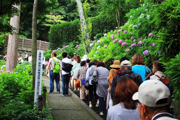 Fiori di ortensia a tempio di Hasedera — Foto Stock