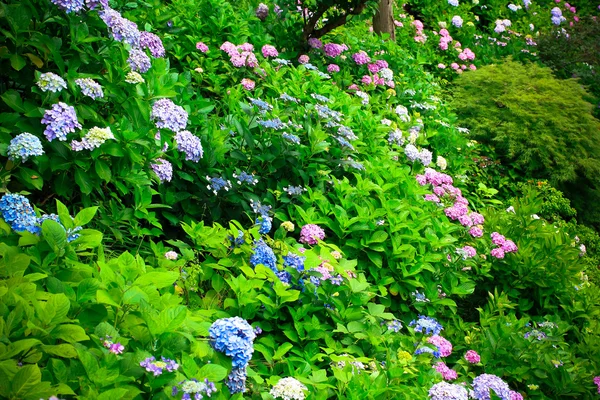 Hortensja kwiat w ogrodzie — Zdjęcie stockowe