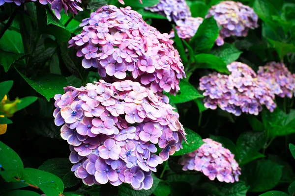Floare de hortensie în grădină — Fotografie, imagine de stoc