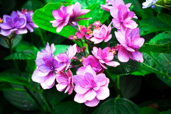 Hydrangea blomman i trädgården — Stockfoto