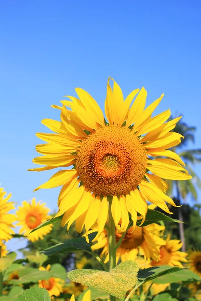 Sunflower field — Stock Photo, Image