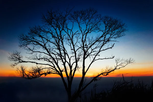 Puesta de sol detrás del árbol de la silueta —  Fotos de Stock