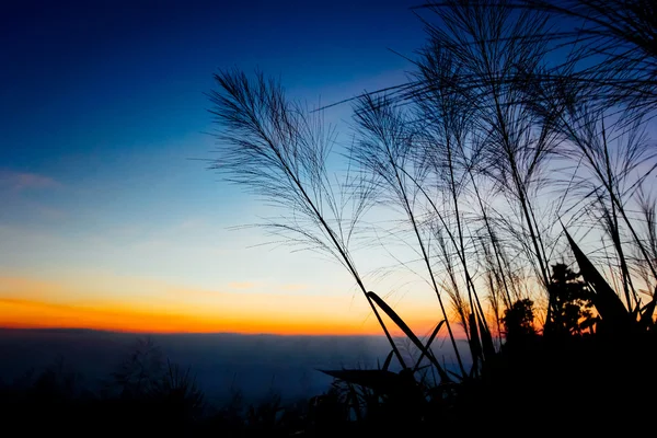 Coucher de soleil derrière l'arbre à silhouette — Photo