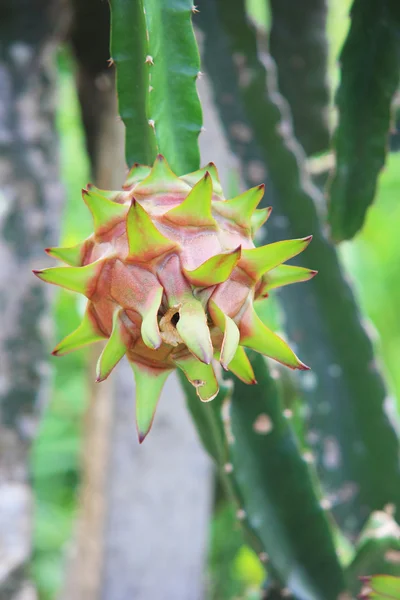 Dragon Fruit op boom — Stockfoto