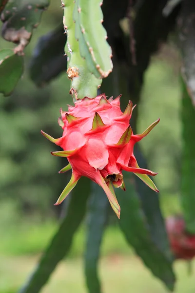 Dragon Fruit op boom — Stockfoto