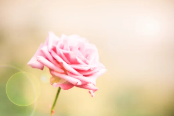 Abstrakte Unschärfe und weicher rosa Hintergrund — Stockfoto