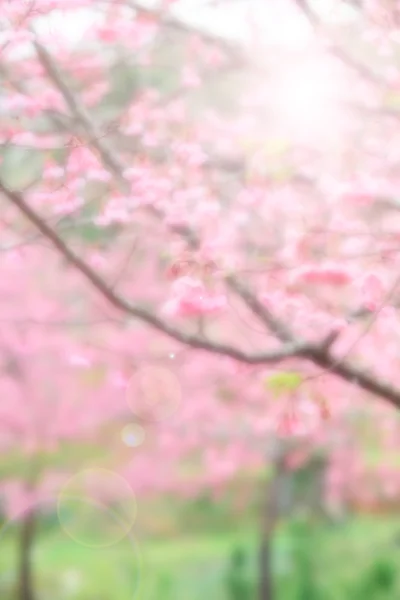 Abstrakt oskärpa och mjuk rosa sakura bakgrund — Stockfoto