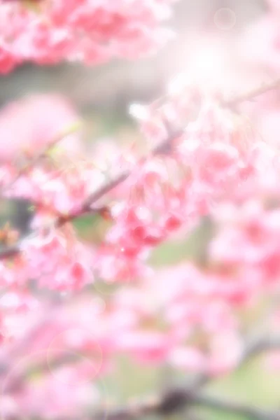 Biru abstrak dan latar belakang sakura pink lembut — Stok Foto