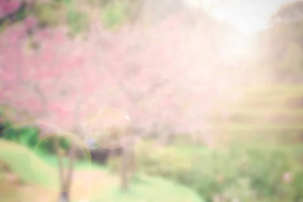 Abstraktní rozostření a měkké růžové sakura pozadí — Stock fotografie