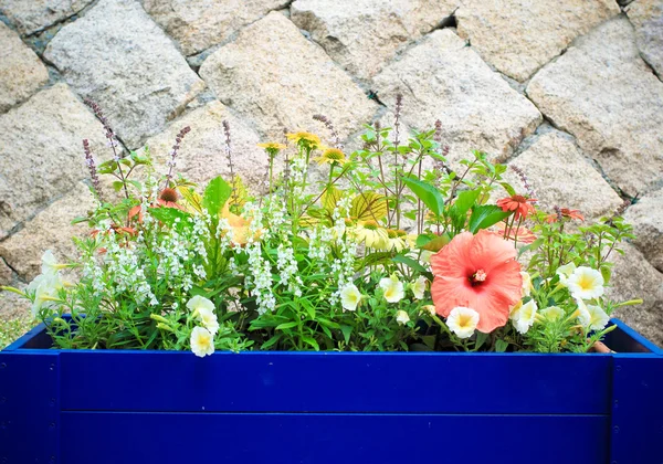 Pot de fleurs — Photo