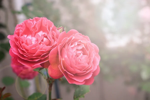 Abstrakte Unschärfe und weiche rote Rose — Stockfoto