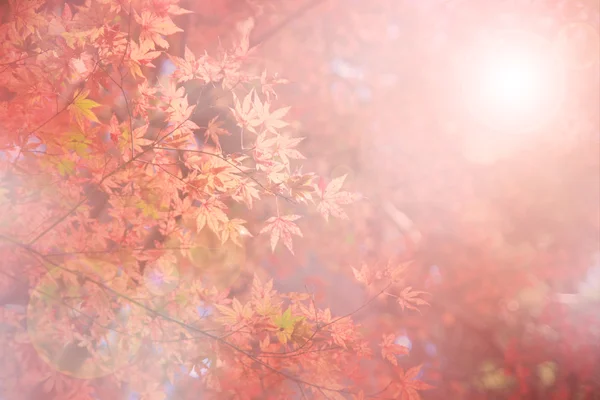 추상 흐림 및 부드러운 자연가 배경 — 스톡 사진