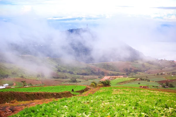 Kål plantation på bergen på landsbygden i Thailand. (Phu badkar Berk) — Stockfoto