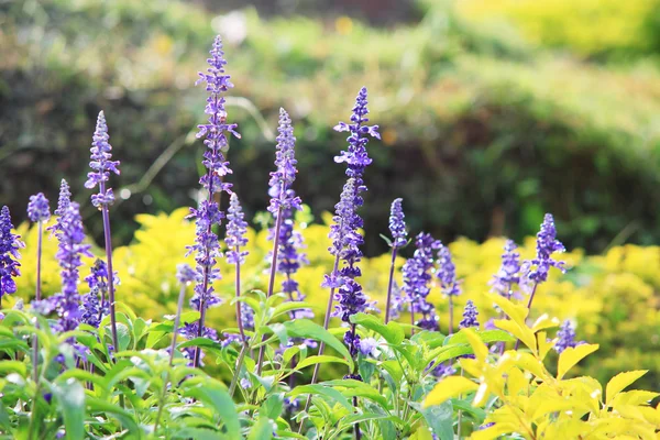 Natural Violet flower in the garden for background — Stock Photo, Image