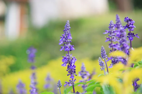 Natural Violet flower in the garden for background — Stock Photo, Image