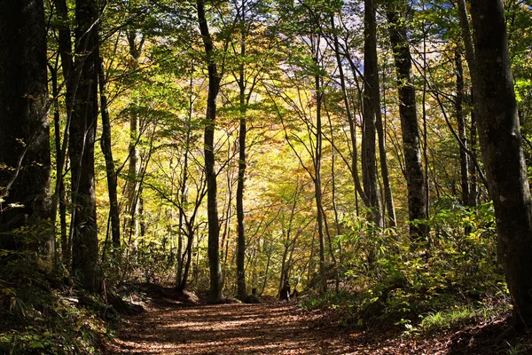 Weg im Wald mit Herbstlaub — Stockfoto