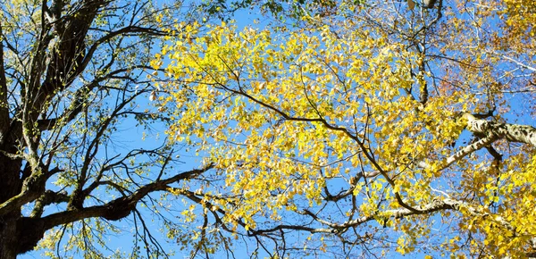 Ramo amarelo da árvore do outono — Fotografia de Stock