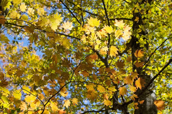 Rama amarilla del árbol otoño — Foto de Stock