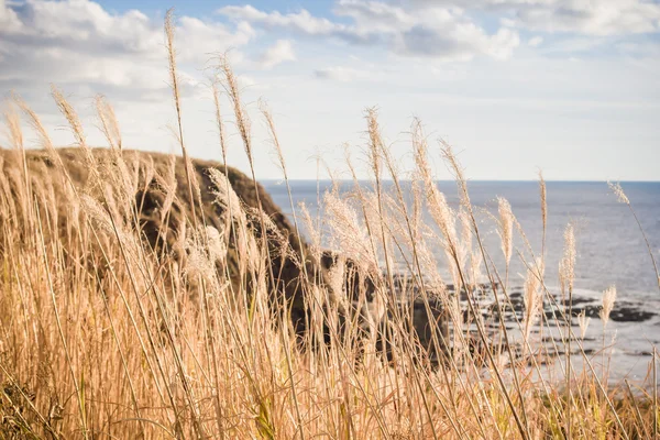 Grasblumen und Meer Hintergrund — Stockfoto