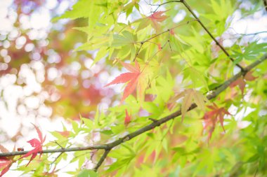 Yumuşak yeşil ve kırmızı sonbahar bırak arka plan