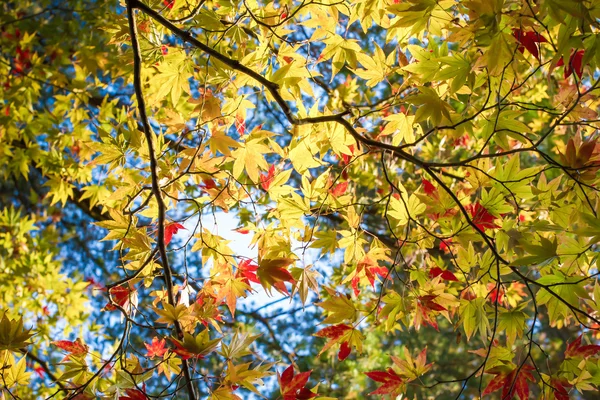 Vacaciones de otoño en Japón — Foto de Stock