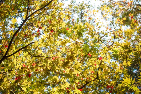 Vacaciones de otoño en Japón — Foto de Stock