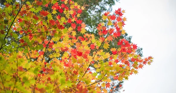 Vacaciones de otoño en Japón — Foto de Stock