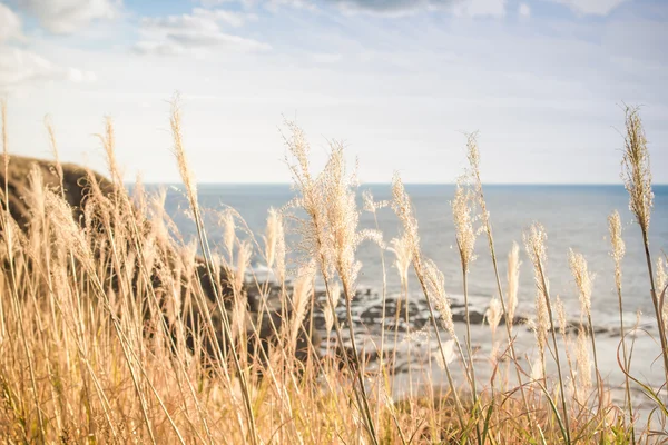 Gräset blommor och havet bakgrund — Stockfoto