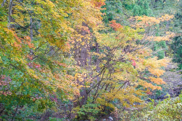 Licença de outono na floresta — Fotografia de Stock