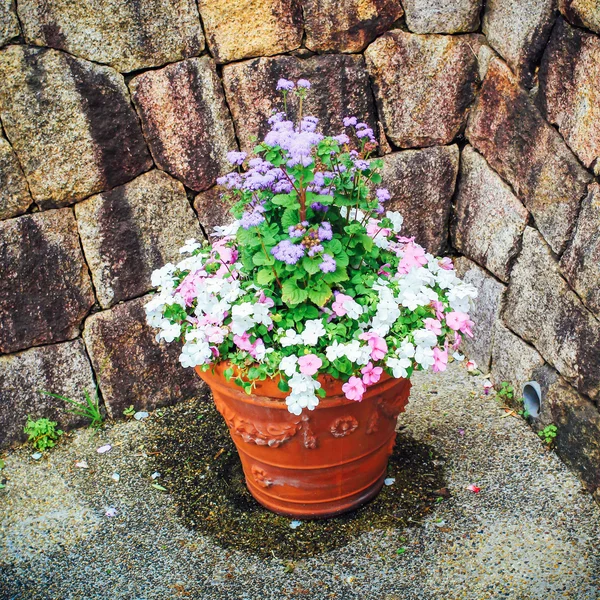 Une parcelle de fleurs d'argile — Photo