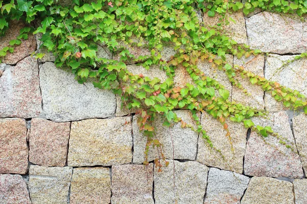 Parete rocciosa con edera strisciante congedo — Foto Stock