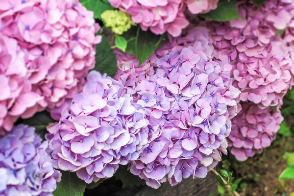 Färgglada av Hydrangea blomman — Stockfoto