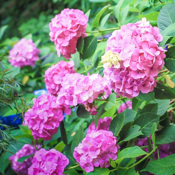 Rosenhortensia blomma — Stockfoto