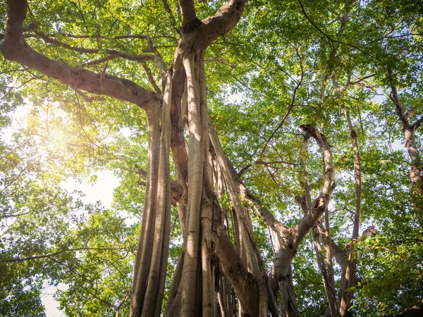 Большое баньянское дерево в Таиланде — стоковое фото