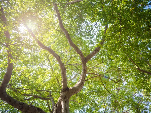 Wielkie drzewo Banyan w Tajlandii — Zdjęcie stockowe