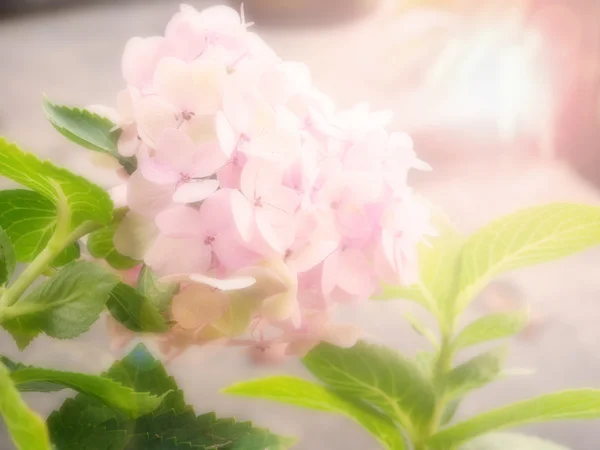 Fleur d'hortensia rose — Photo