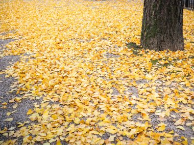 Sarı sonbahar GINKO bırak