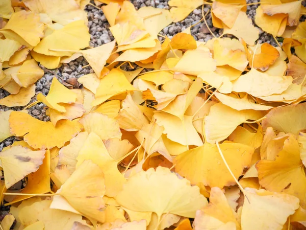 Gele herfst ginko verlof — Stockfoto