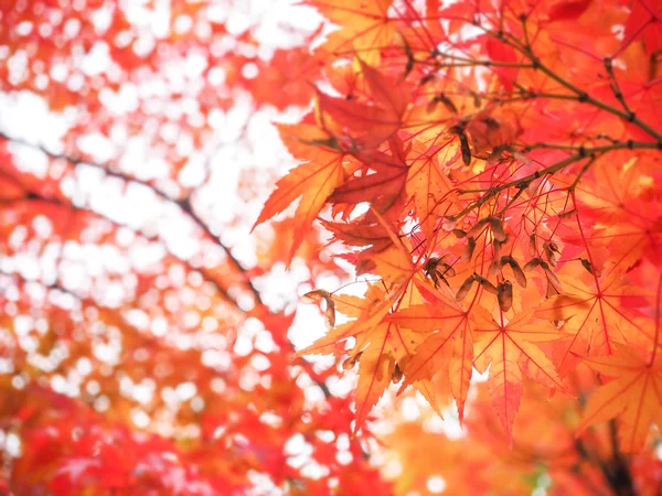 Rode en oranje Herfstbladeren — Stockfoto