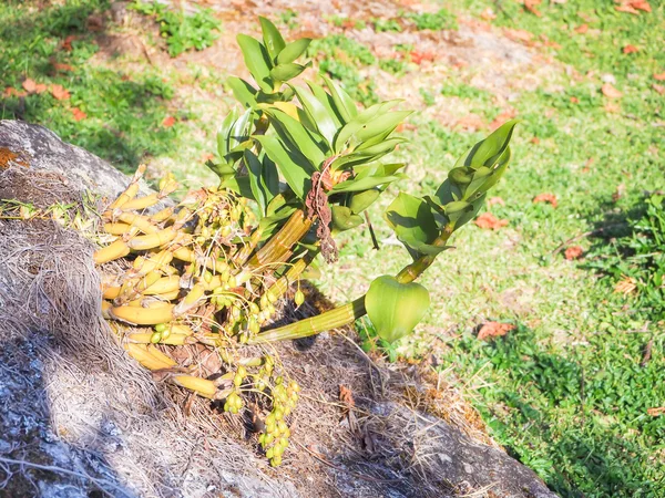 Лесная орхидея растет на скале — стоковое фото