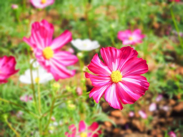 Pink cosmos flower field — Stock Photo, Image