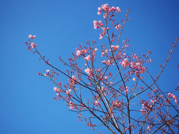 Los cerezos florecen en primavera bajo un cielo azul —  Fotos de Stock