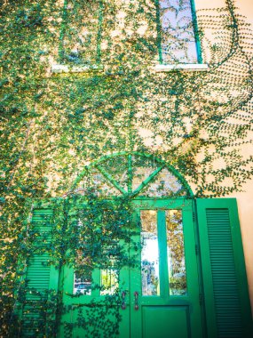 Vintage sarmaşık bitki yeşil güzel kapı