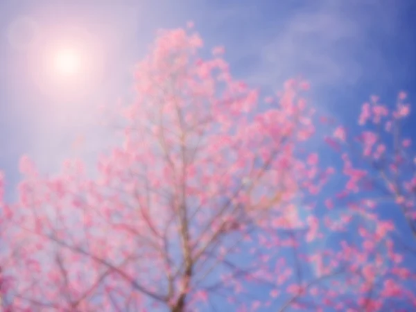 Абстрактний м'який і розмитий рожевий сакура — стокове фото