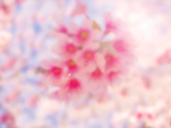 Sakura rosa suave e embaçada abstrata para fundo — Fotografia de Stock