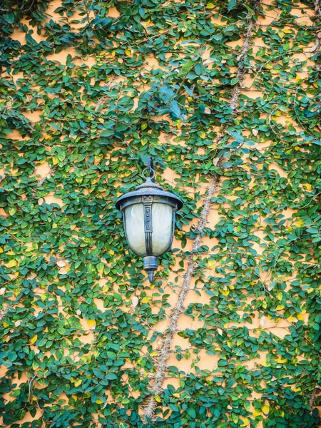 Lámpara de acero vintage en la pared del árbol rastrero — Foto de Stock